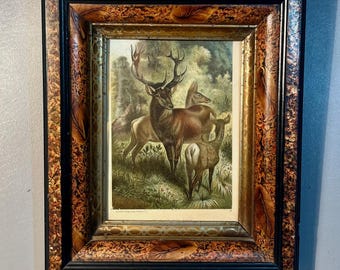 Victorian Burled Walnut Framed Print of Stag or Red Deer 1890s 3 Stack Frame With Chromolithograph
