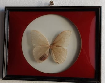 Französischer Vintage Großer Schmetterling hinter konvexem Glas eingerahmt.