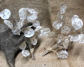 Lunaria Biennis Branches, Money Plant, Natural Decoration, Fall Wedding Decoration, Nature Display, 8 to 10 Inches tall, 3 Bunches
