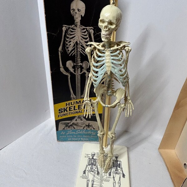 Human Skeleton Model, Anatomically Accurate Articulated by Leon Schlossberg 1960, for Johns Hopkins University Press, With Box! HALLOWEEN!!