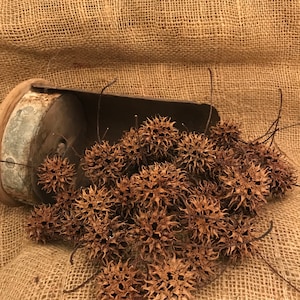 Sweet Gum Balls Witches Burrs North Georgia Crafts Decoration Cleaned Dried 50