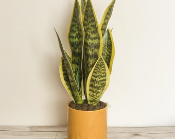 Artificial Snake plant, Sansevieria - No Water, low maintenance house plant