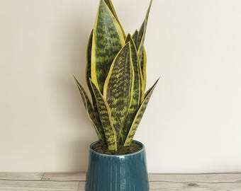 Artificial Sansevieria, Snake plant - no watering, low maintenance house plant