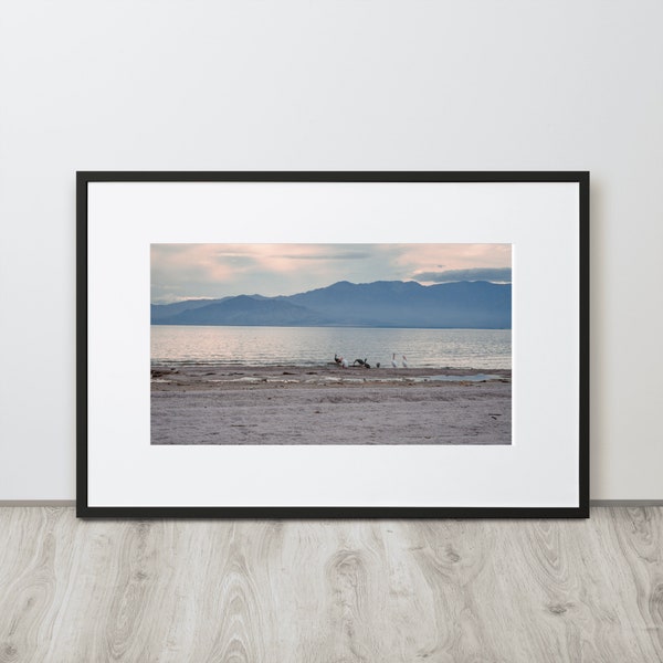 Pelicans on the beach of the Salton Sea in Southern California Photo on Matte Paper Framed Poster With Mat - Home, Gift, Decor, Travel