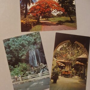 Árvores florais porto-riquenhas, pátio, cachoeira La Coca, conjunto de 3 cartões postais vintage coloridos, lembrança de viagem, plantas tropicais