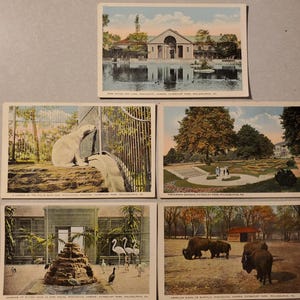 Conjunto de postales antiguas ilustradas en color, jardín zoológico, parque Fairmount, Filadelfia: bisonte, jardines hundidos, pájaros, oso polar