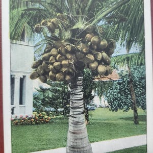 Coconut Palm Miami Florida, Postal ilustrada en color vintage, Árbol tropical, Recuerdo de viaje, Recuerdo de vacaciones