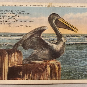 Alter Bill Pelikan, lustiges Gedicht, St. Petersburg Florida, Vintage farbig illustrierte Postkarte, Reise-Souvenir, farbige Illustration, datiert 1936