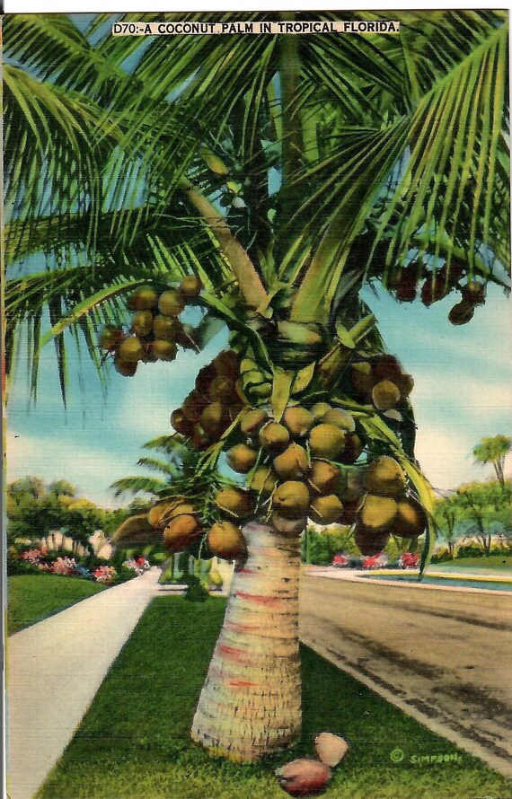 planting coconut trees in florida