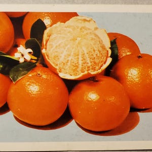 Arance fresche della Florida, fiori d'arancio, cartolina fotografica a colori vintage anni '60, agrumi, souvenir delle vacanze in Florida, viaggio di vacanza