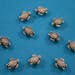 Bali Style Small Pewter Sea Turtle Beads 9 x 7 x 4 mm 12 Beads