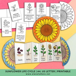 Foldable Sunflower Life Cycle Learning Activity For Kids, Sunflower Sequencing Activity, Printable Sunflower Worksheet