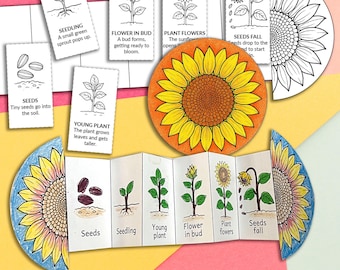 Actividad de aprendizaje del ciclo de vida del girasol plegable para niños, actividad de secuenciación del girasol, hoja de trabajo imprimible del girasol
