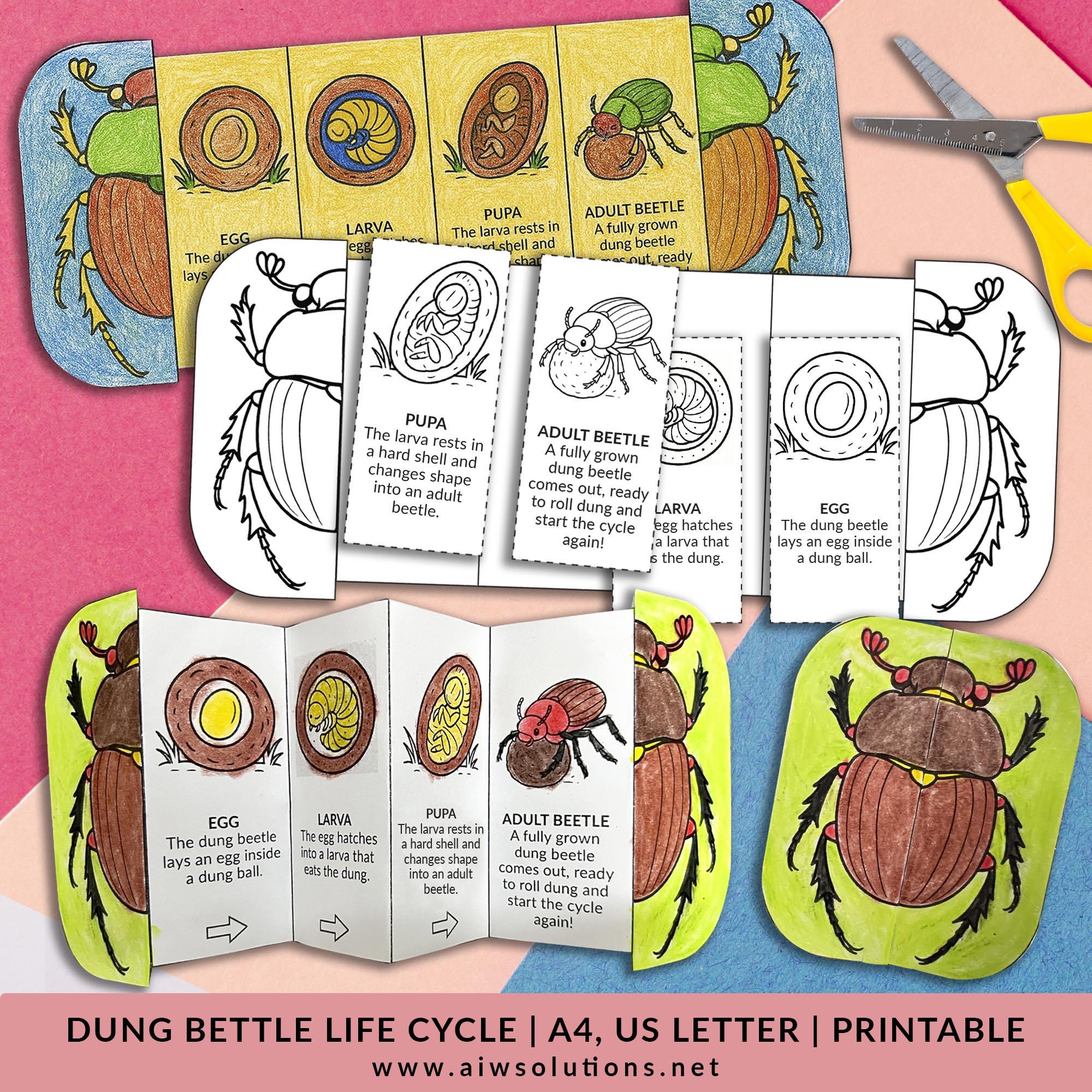 Dung Beetle life cycle craft, insect science activity, beetle  craft,foldable sequencing activity for kids,dung beetle coloring page