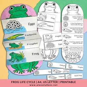 Life cycle of a frog foldable kids&#39; craft, frog worksheet, frog life cycle craft, interactive notebook frog, amphibian life cycle