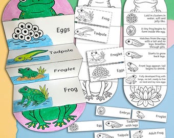 Life cycle of a frog foldable kids' craft, frog worksheet, frog life cycle craft, interactive notebook frog, amphibian life cycle
