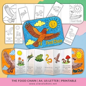 Cadena alimentaria plegable, actividad de la cadena alimentaria, manualidad de ciencias de la vida, manualidades STEM, manualidad de ciencias de la vida, actividad de ecosistemas, actividad de la red alimentaria,