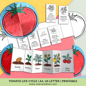 May include: A colorful educational diagram illustrating the tomato life cycle, from seed to ripe fruit. The diagram includes labeled stages, such as seeds, seedling, plant, flowers, unripe fruit, and ripe fruit. The text "Tomato Life Cycle" is also visible.