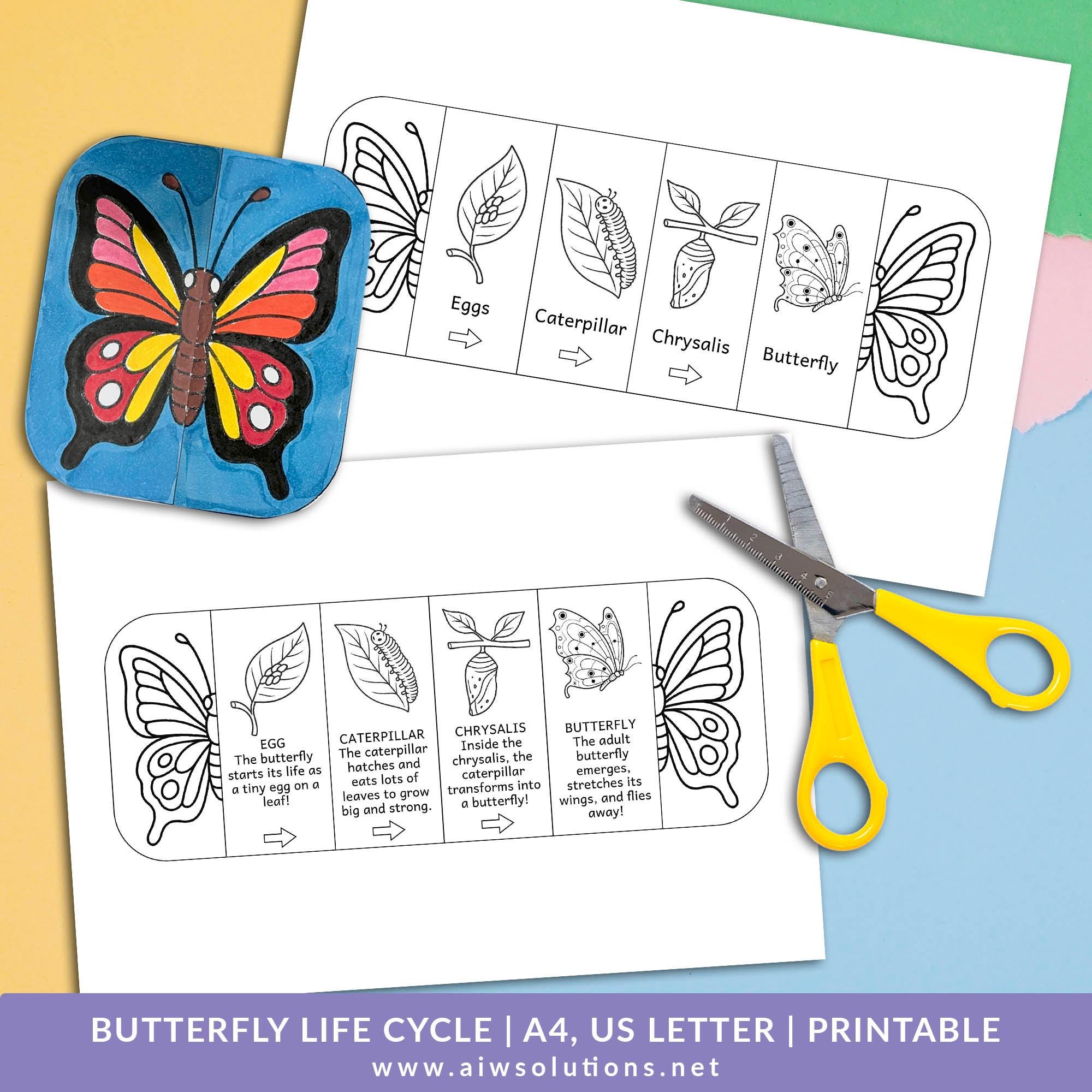 Butterfly Life Cycle Activity, Butterfly Foldable Activity, Butterfly ...