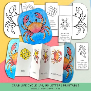 Crab Cut And Paste Activity, Crab Life Cycle Coloring Page, Crab Science Activity For Kids, ocean theme printable, sea creature worksheet