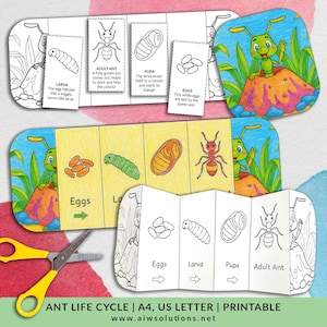 Ant life cycle, life cycle of an ant, ant worksheet, printable ant activity, ant foldable craft, ant sequencing activity, insect life cycle