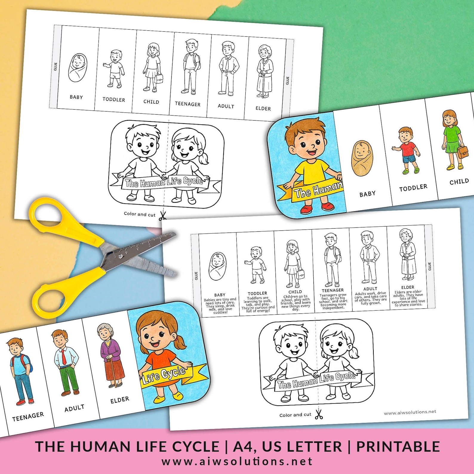 Human Life Cycle, Life Cycle Craft, Human Growth Stages, Foldable ...