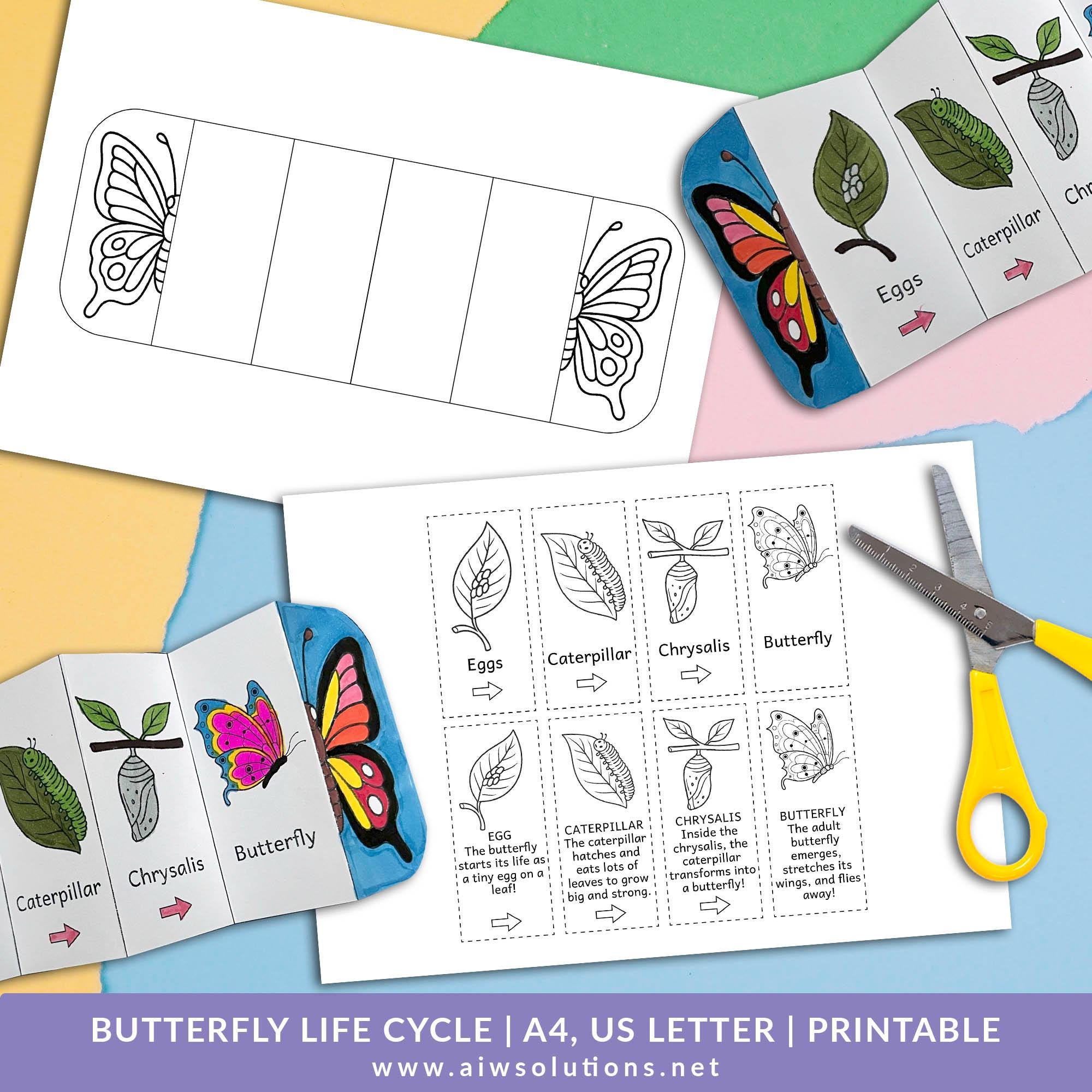 Butterfly Life Cycle Activity, Butterfly Foldable Activity, Butterfly ...