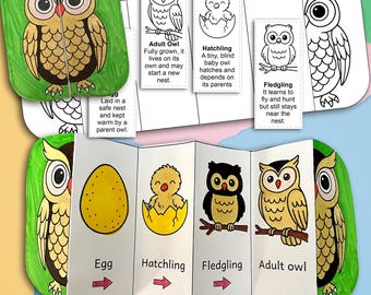 Owl Life Cycle Craft | Foldable Printable Science Activity For Kids, Owl Life Cycle,Bird Life Cycle, owl foldable kids' science craft