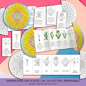Ciclo de vida de un diente de león: manualidad de secuenciación plegable para niños, actividad preescolar, ciencias de jardín de infantes, recortar, pegar y colorear.
