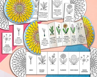 Levenscyclus van een paardebloem: opvouwbare activiteiten voor kinderen, voorschoolse activiteit, kleuterwetenschap, knippen, plakken en kleuren