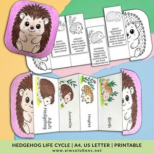 life cycle of a hedgehog, mammal life cycle, animal life cycle, preschool science, hedgehog worksheet, sequencing activity, STEM activity