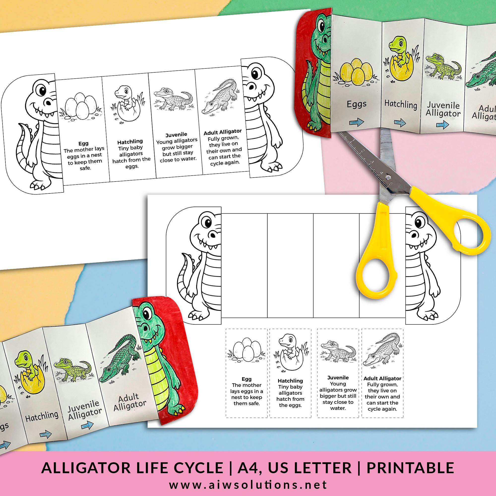 Figuras Del Ciclo De Vida Del Cocodrilo – Set Educativo De Plástico Con 4 Etapas, Tamaño 10x4.5x3 Cm, Ideal Para Aulas, Decoración Y Juego Creativo