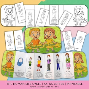 Human life cycle, life cycle craft, human growth stages, foldable science craft, kids life cycle activity,   life cycle for kids,