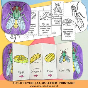 life cycle of a fly, STEM activity,fly foldable, insect activity cut and paste science craft | Digital download PDF teaching resource
