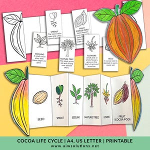 Life Cycle Of A Cocoa (Cacao) Plant Printable Activity, Where Chocolate Comes From, Life Cycle Of Chocolate, Plant Growth Stages