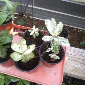 May include: Several small potted plants with green and white variegated leaves sit on a pink tray. The plants are in black pots, and the tray is on a wooden surface. Other plants are visible in the background, suggesting a nursery or garden setting.