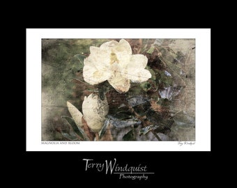Magnolia and Bloom, Photographic Artistic Sketch Fine Art Wall Print