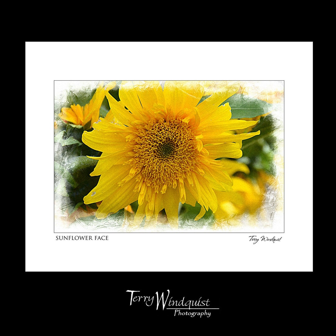 Windquist Sunflower Face, Fine Art Wall Print by Terry Windquist Photography - Etsy