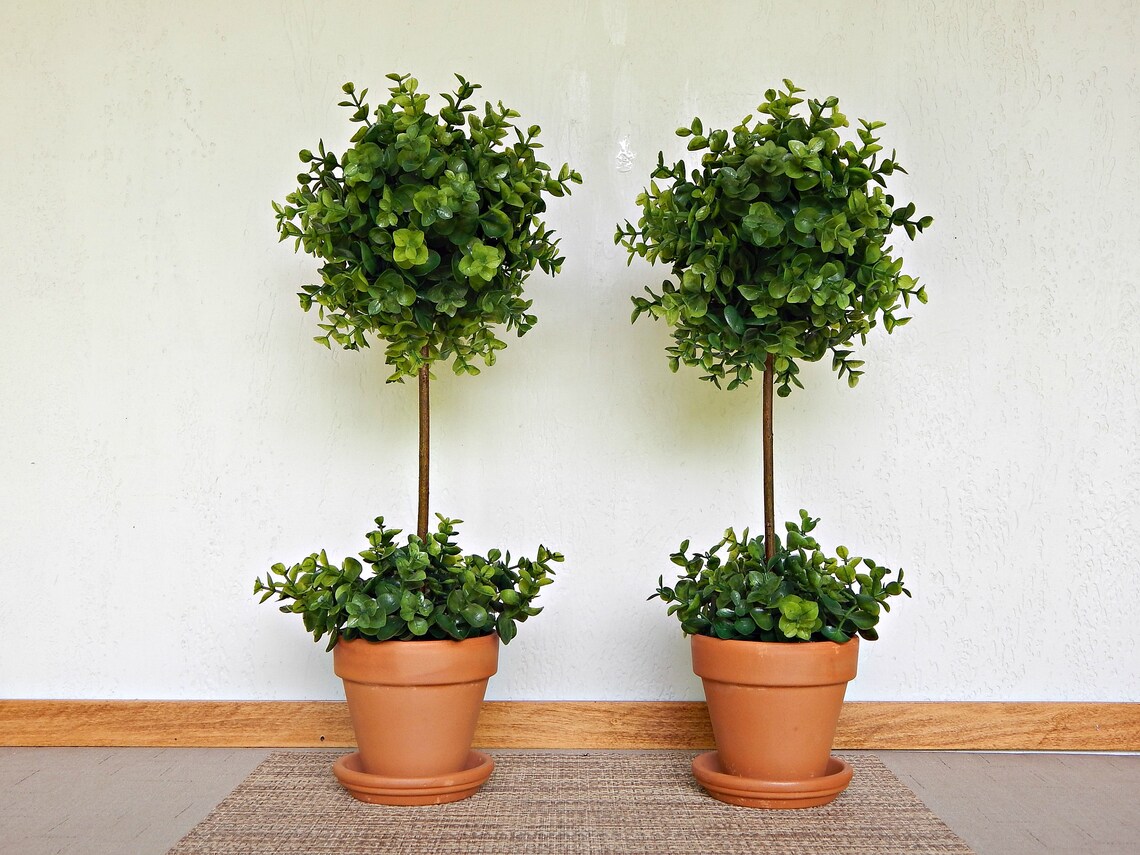 Two Topiary Trees Topiaries Small Indoor Trees Boxwood Etsy