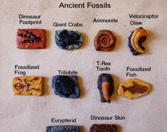 Fossil, Ammonite, Trilobite Silicone Molds for DIY Crafts. Tooth and Claw Molds
