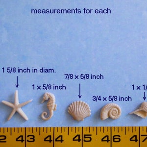 K&ouml;nnte beinhalten: Eine Sammlung kleiner, cremefarbener Muschel- und Seestern-Dekorationen. F&uuml;r jedes St&uuml;ck sind Ma&szlig;e angegeben, darunter ein Seestern mit einem Durchmesser von 4,1 cm und ein Seepferdchen mit den Ma&szlig;en 2,5 x 1,6 cm. Der Text "measurements for each" ist sichtbar.