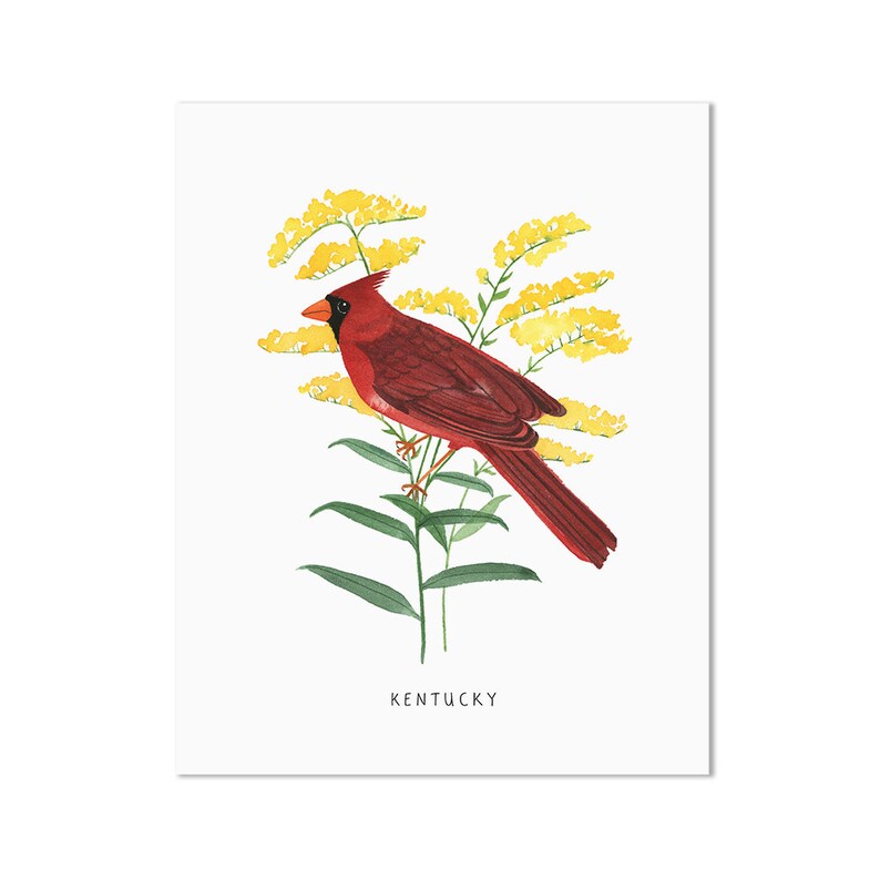 May include: A red cardinal bird perched on a branch of yellow goldenrod flowers. The bird is facing left and the flowers are in bloom. The text "KENTUCKY" is printed below the image.