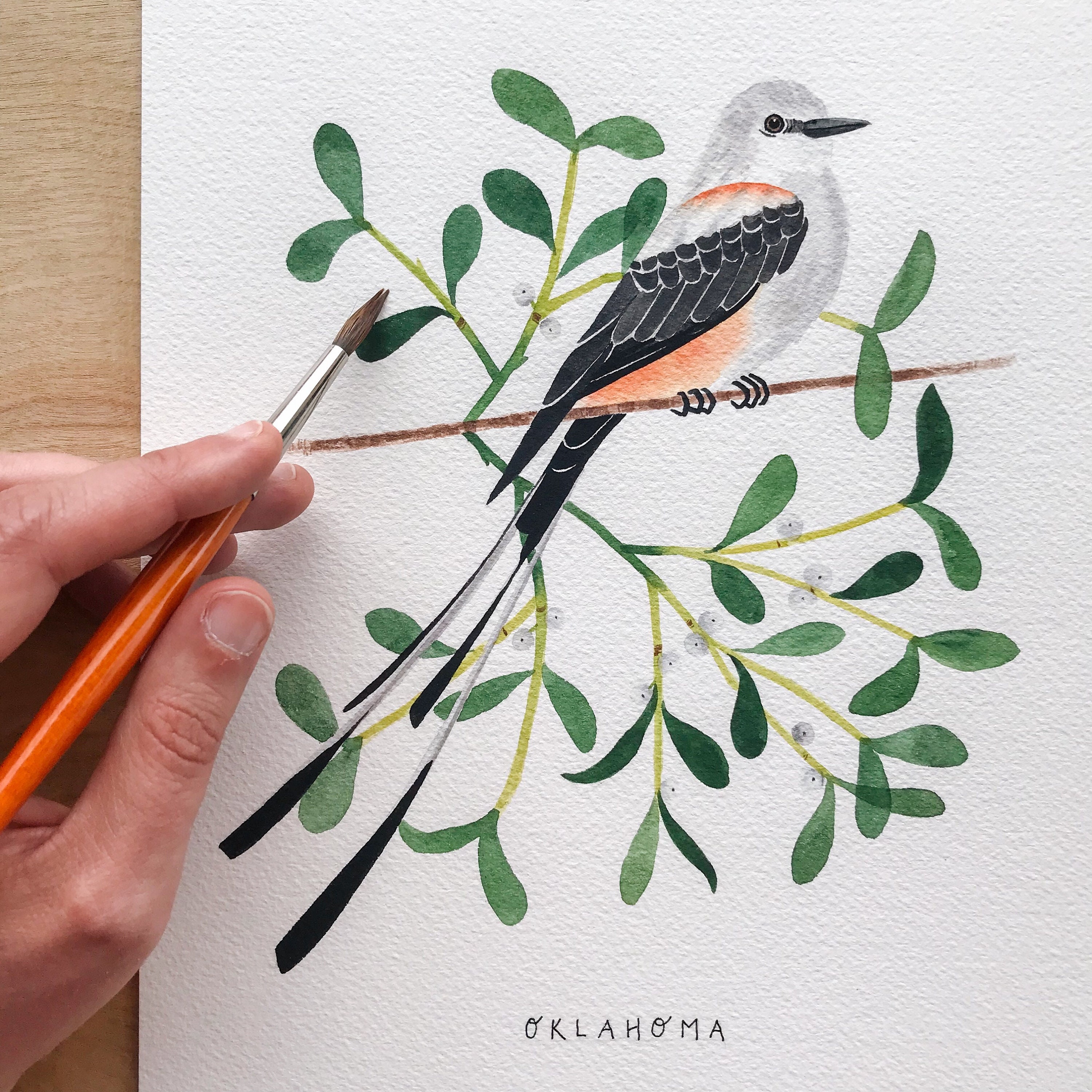 Oklahoma State Bird Art Print | Scissor-tailed Flycatcher, Mistletoe - Etsy