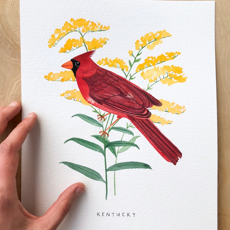 May include: A watercolor painting of a red cardinal perched on a branch of yellow flowers. The painting is signed "KENTUCKY" in the bottom right corner.