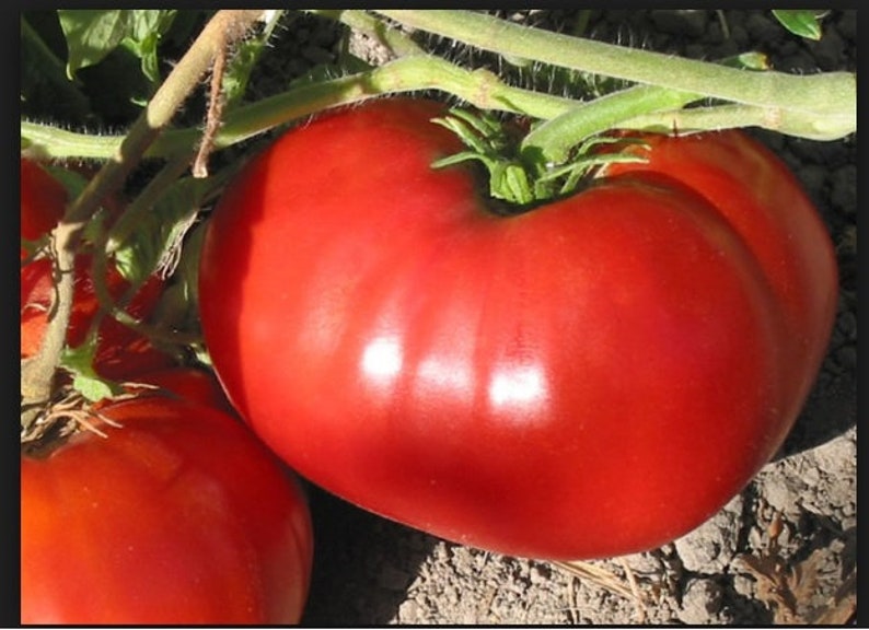 500 Seeds Brandywine RED Tomato Heirloom Open Pollinated fresh Non-GMO Big 500 Seeds Brandywine RED Tomato Heirloom Open Pollinated fresh Non-GMO Big