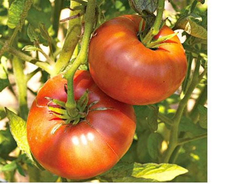 500 Seeds Brandywine RED Tomato Heirloom Open Pollinated fresh Non-GMO Big 500 Seeds Brandywine RED Tomato Heirloom Open Pollinated fresh Non-GMO Big