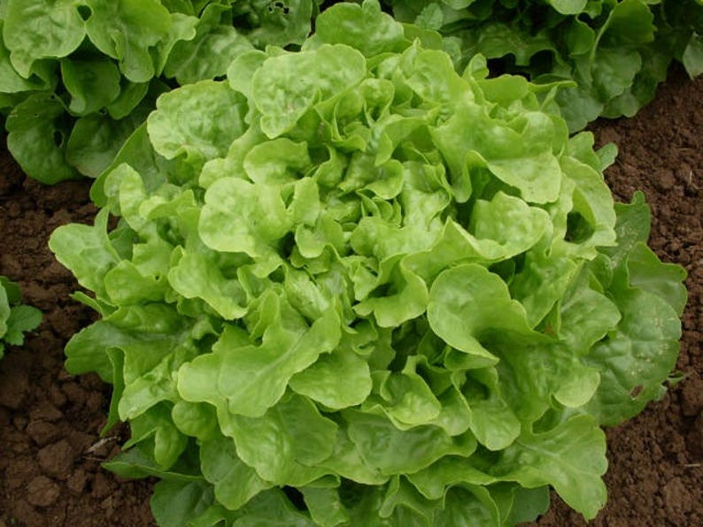 750 NON-GMO SEEDS Buttercrunch Lettuce Seeds