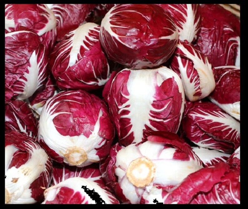 Radicchio traduccion italiano espanol