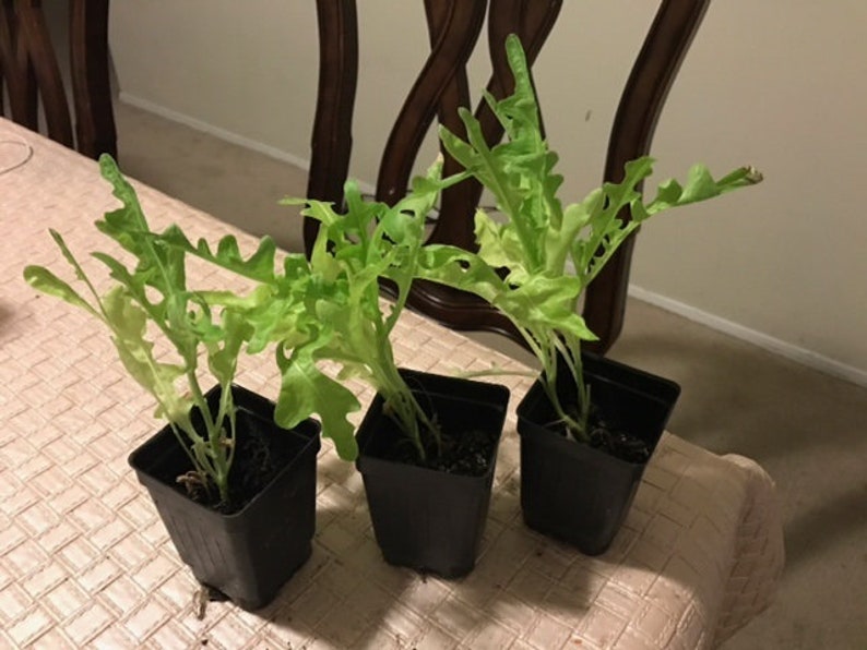 3 6 Live 3 6 Inch Seedlings Green Oak Leaf Lettuce Loose Oakleaf Beautiful