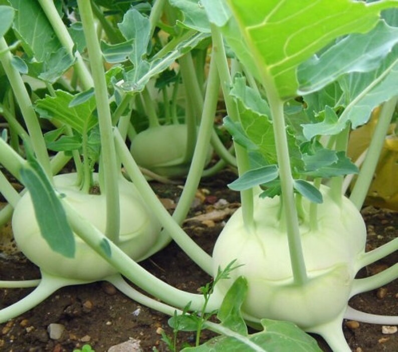 2,000 Seeds Purple Vienna Kohlrabi Seeds 60 Days